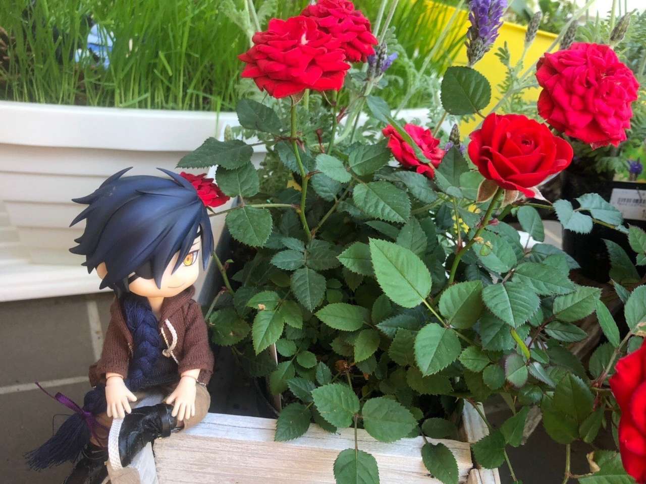 Mitsutada - Rózsák kirakós online