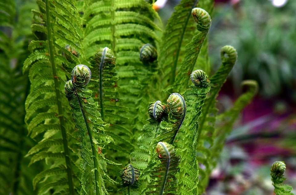 Varen van een schimmige plant online puzzel