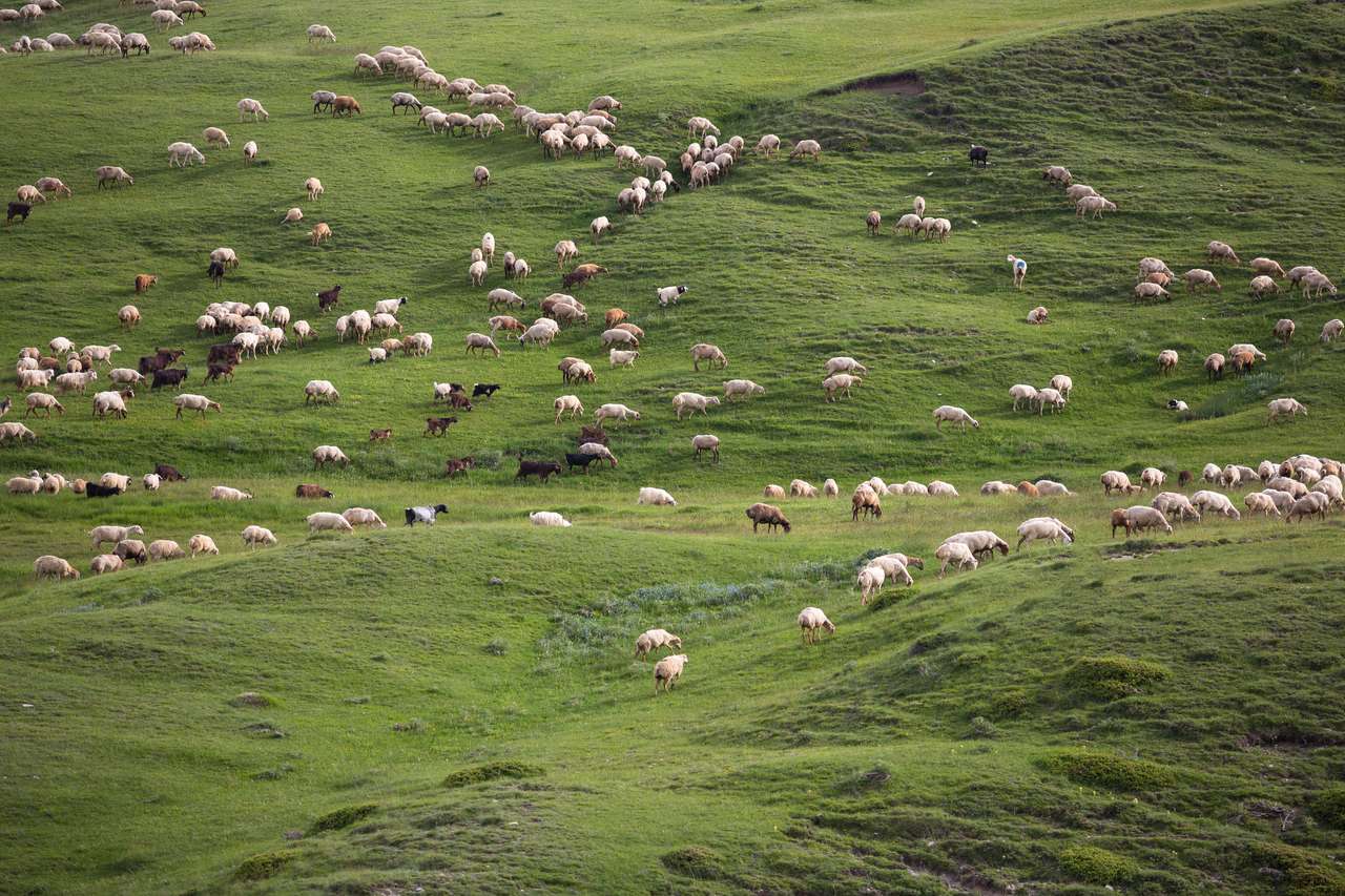 Un troupeau de moutons mangeant de l'herbe puzzle en ligne