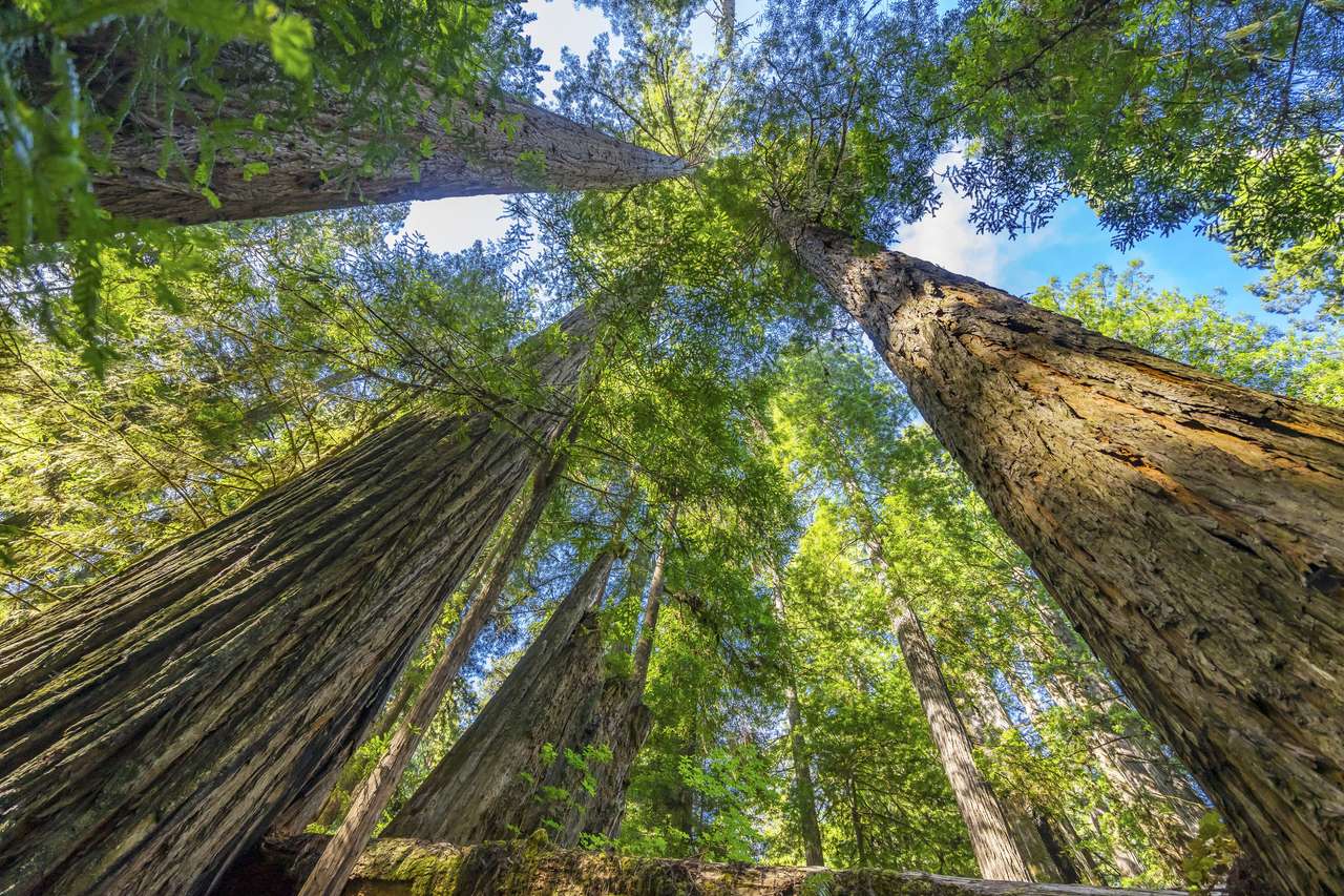 Redwoods de elevação verde puzzle online