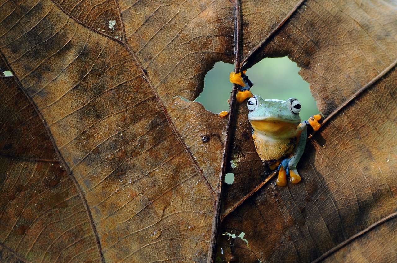 Vliegende kikker in het midden van bruine bladeren online puzzel