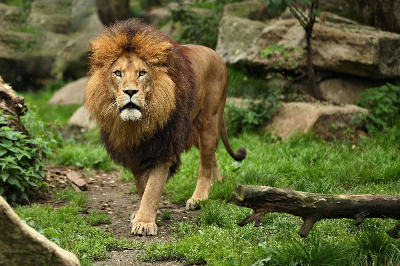 Asiatisk manlig lejon i ett naturligt livsmiljö Pussel online