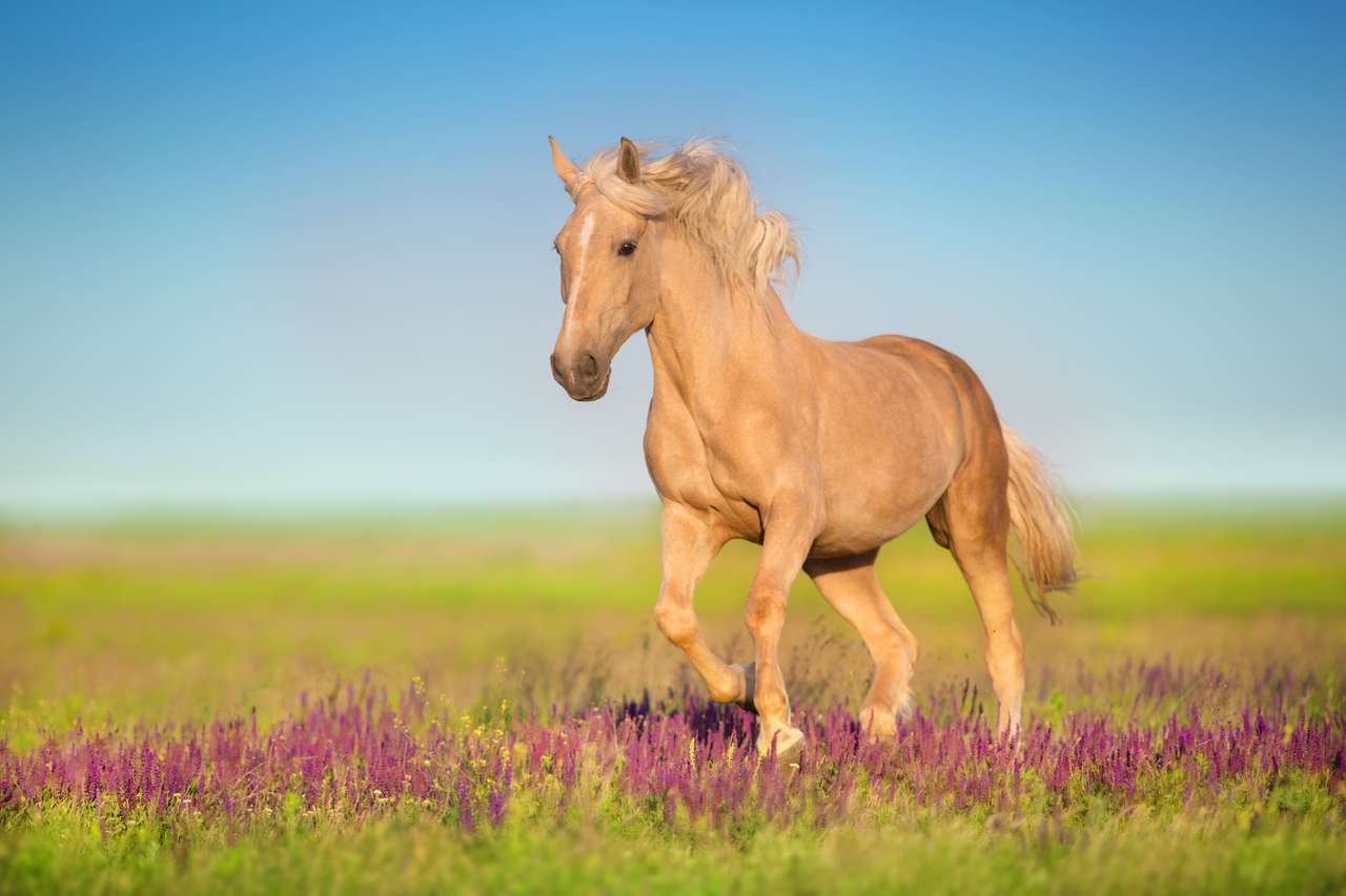 Cremello άλογο με μεγάλη χαίτη παζλ online