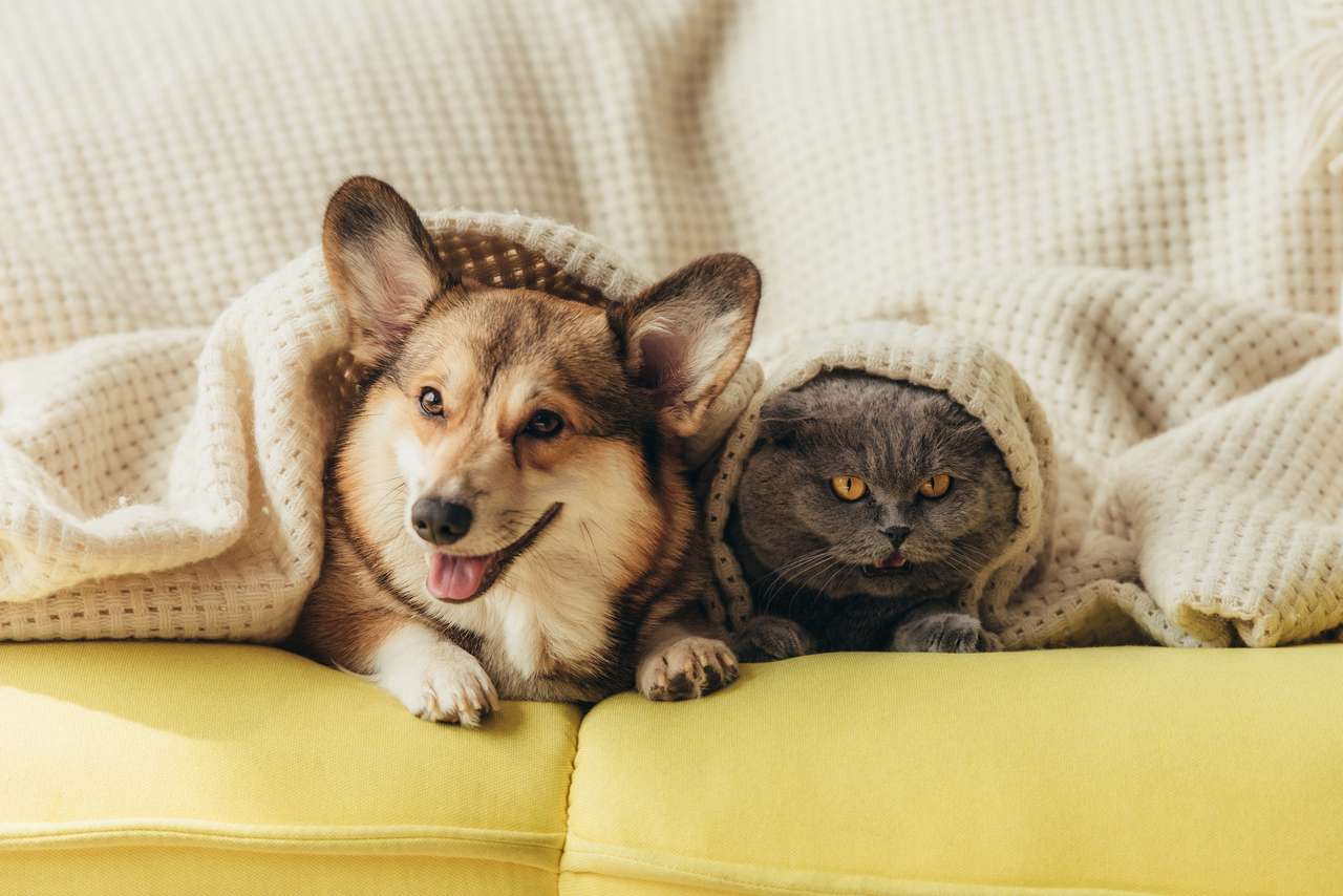 Смешни домашни любимци, разположени под одеяло на дивана онлайн пъзел