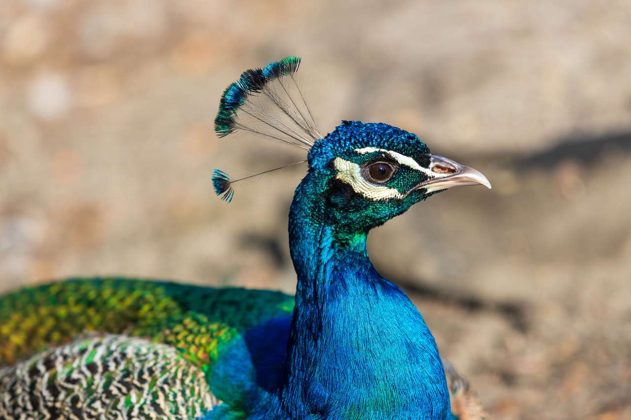 Ritratto di un colorato uccello di pavone puzzle online