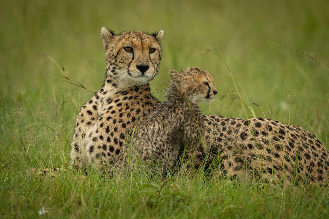 Cheetah με ένα μικρό online παζλ