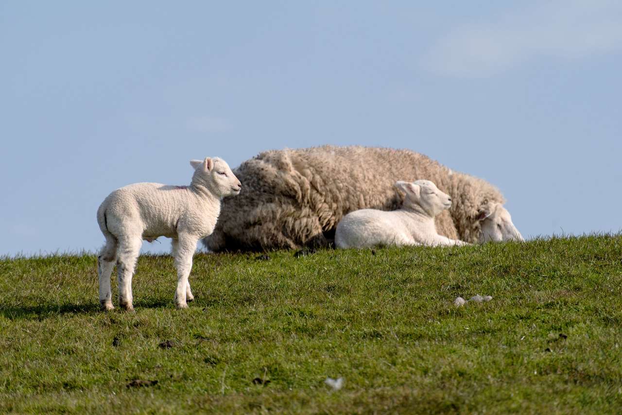 Πρόβατα και αρνί σε ένα φράγμα παζλ online