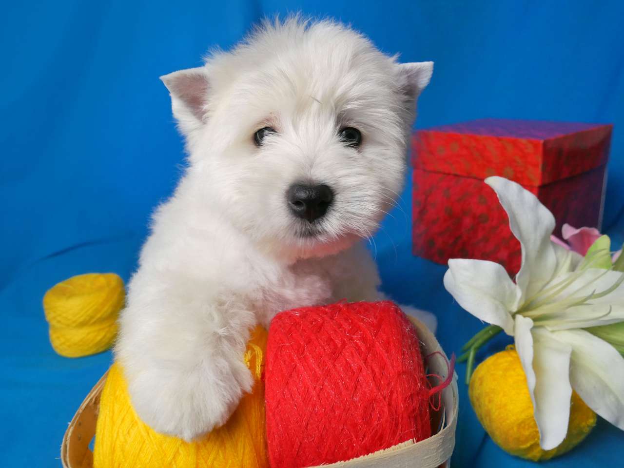 White West Highland Terrier Hundewelpe Online-Puzzle