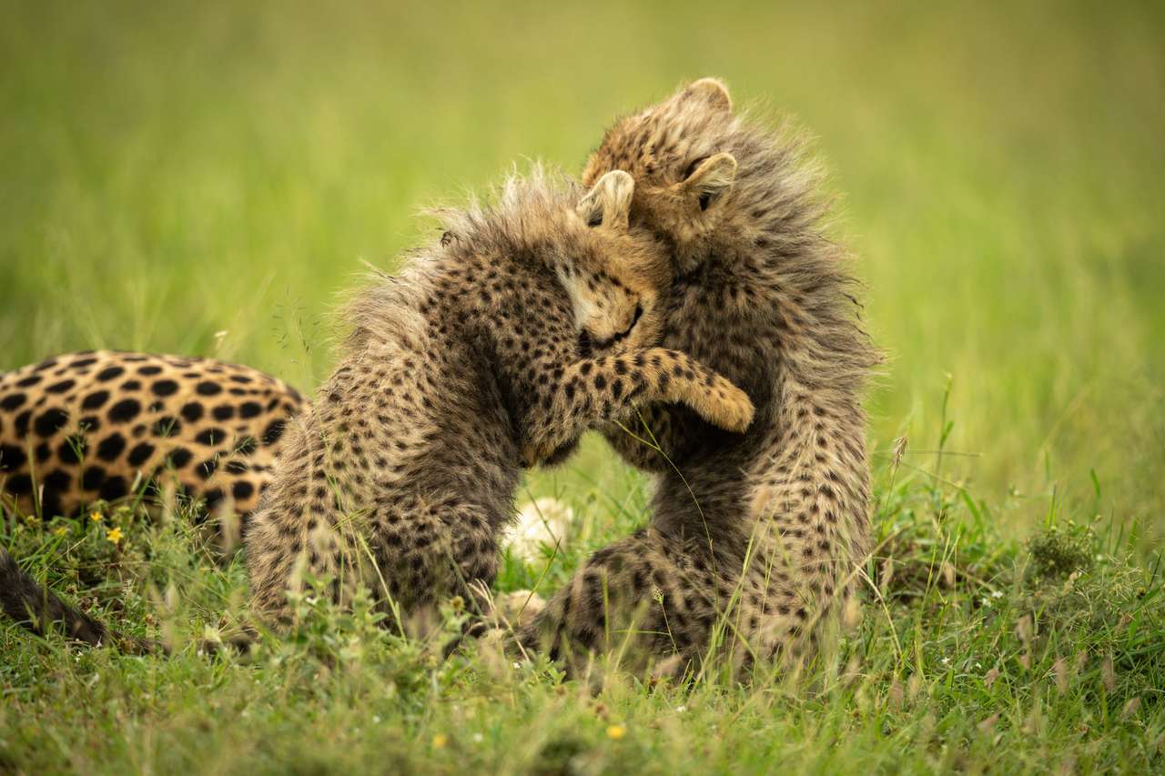 Cuccioli di ghepardo. puzzle online
