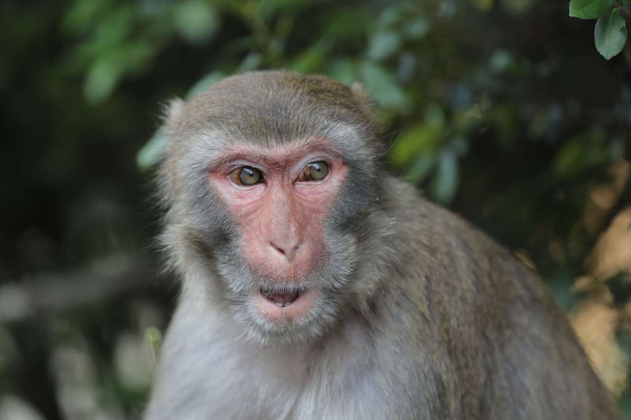 Macaco em Kam Shan Country Park quebra-cabeças online