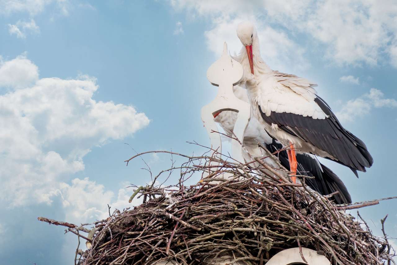 Dos cigüeñas construyen un nido rompecabezas en línea