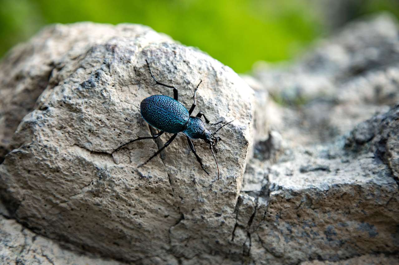 Insecto azul en piedra rompecabezas en línea