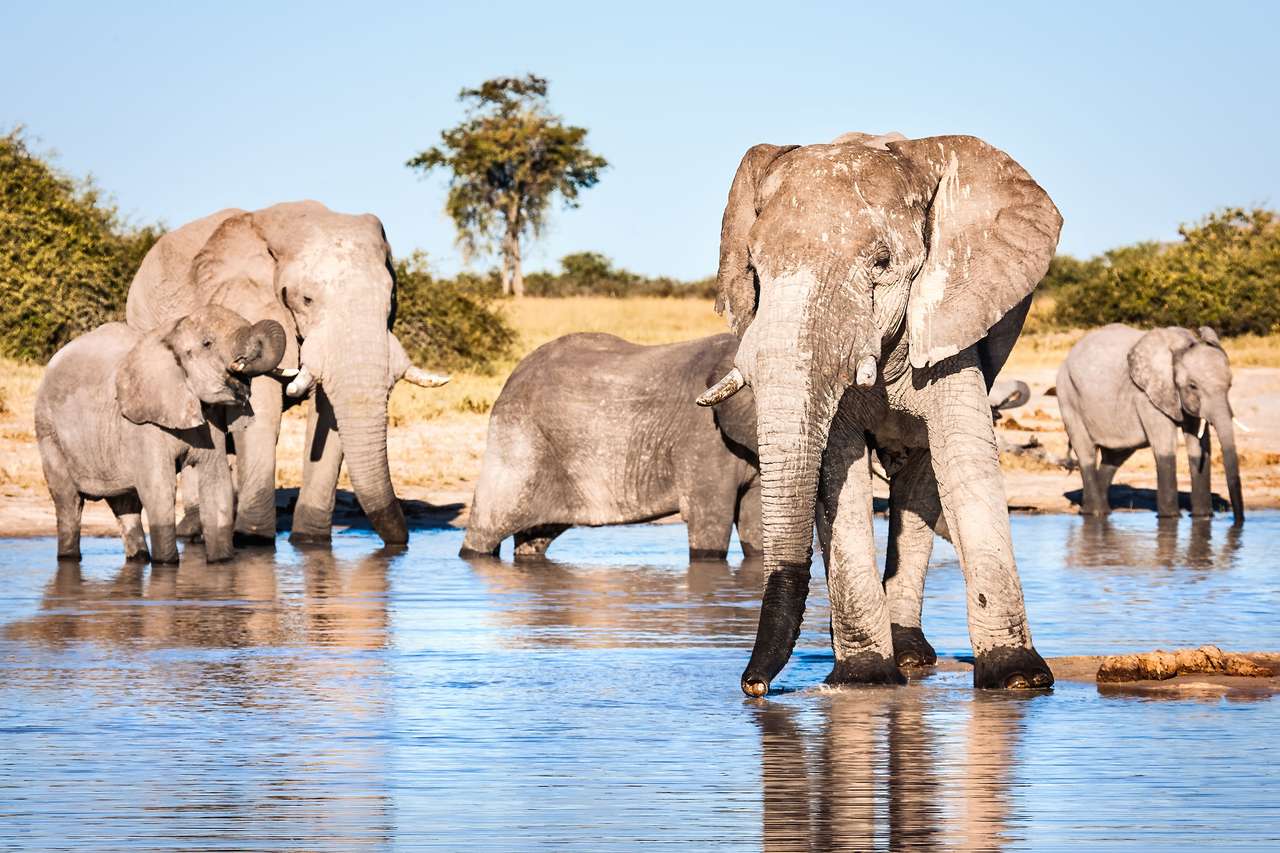 Elefantes, liderados por su matriarca. rompecabezas en línea