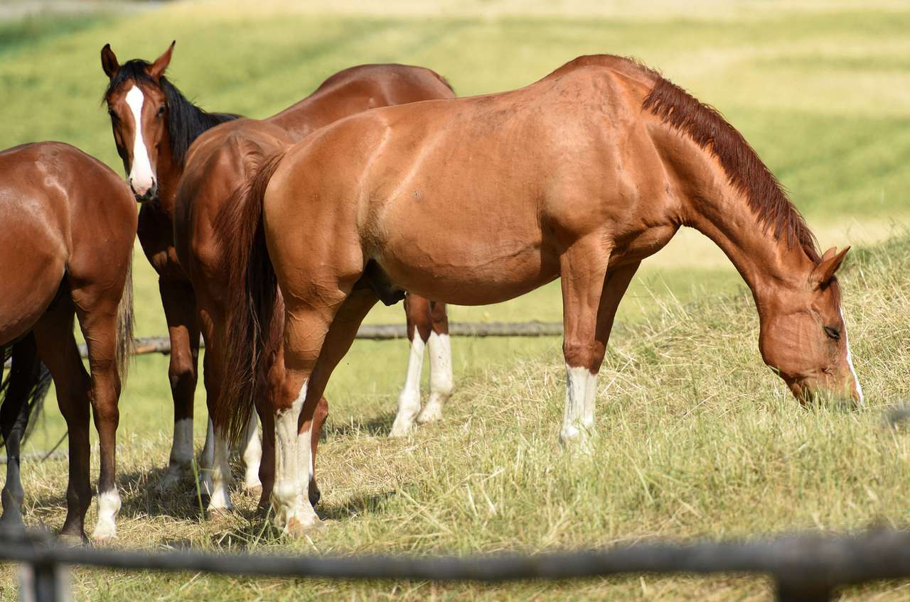 Några hästar i rustorf Pussel online