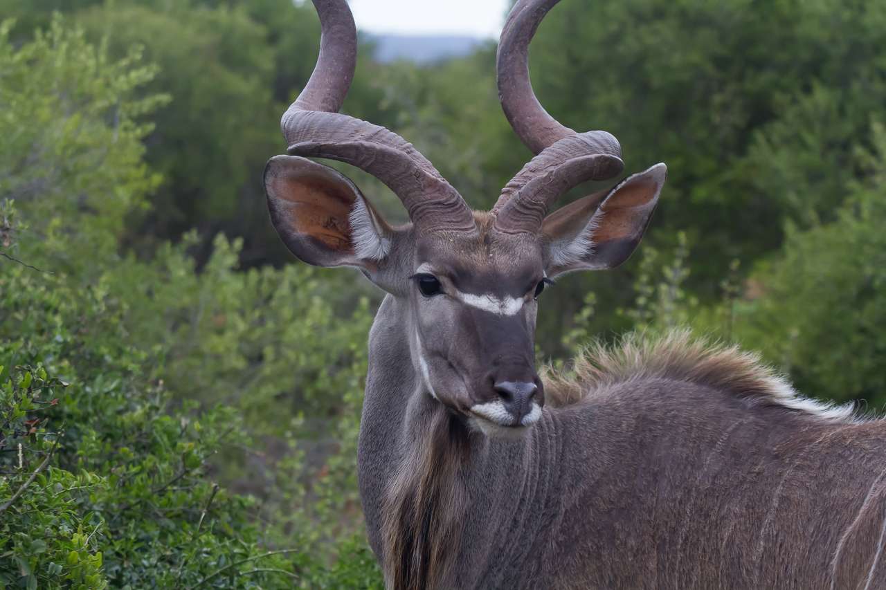 Kudu Bull närbild pussel på nätet