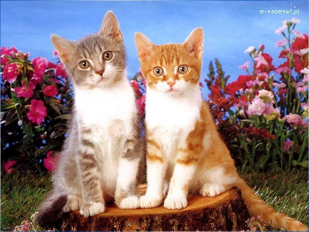 Twee rudo witte kittens legpuzzel online
