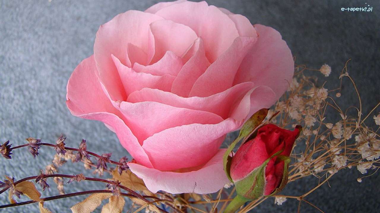 Розовая роза пазл онлайн