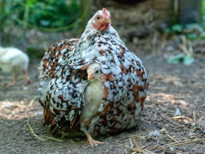 Hängande och kyckling Pussel online