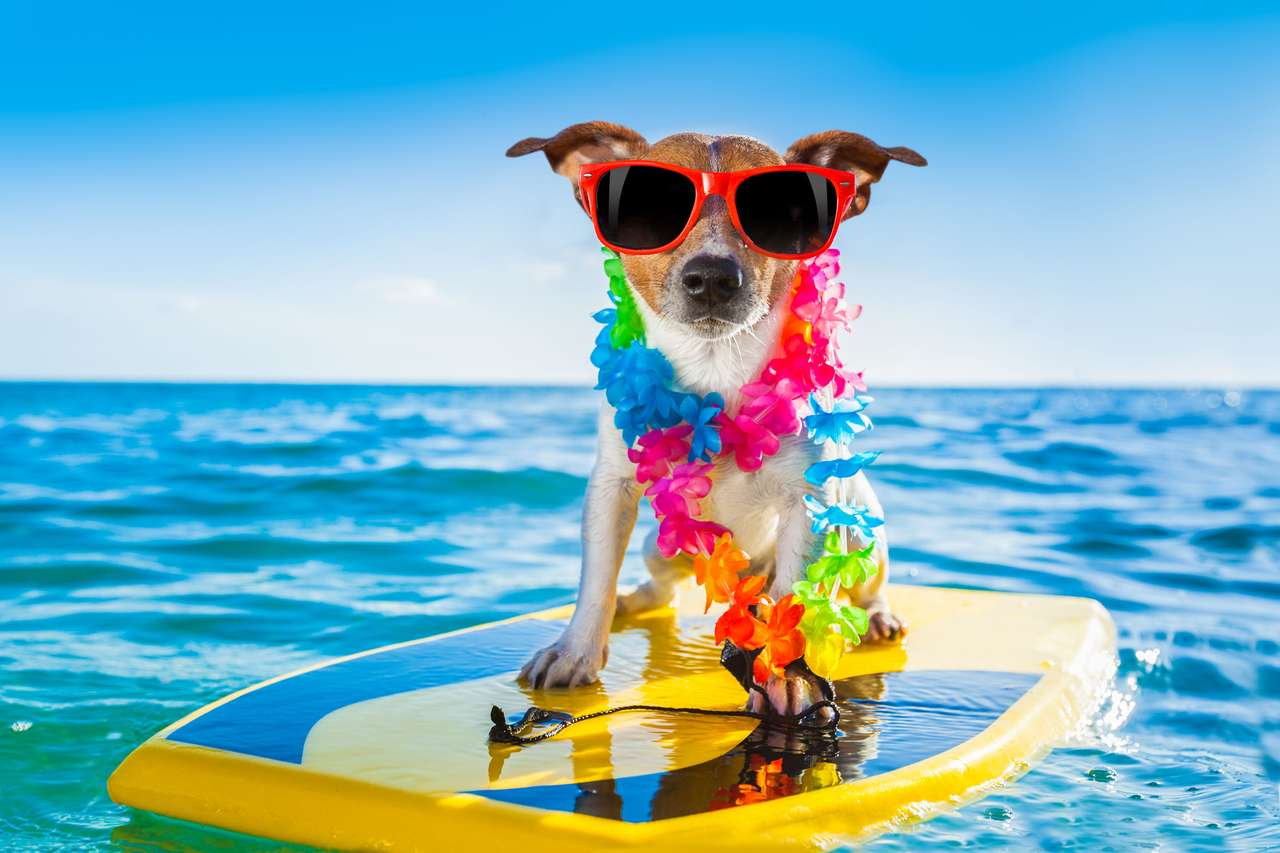 Собака займається серфінгом на дошці для серфінгу :) пазл онлайн