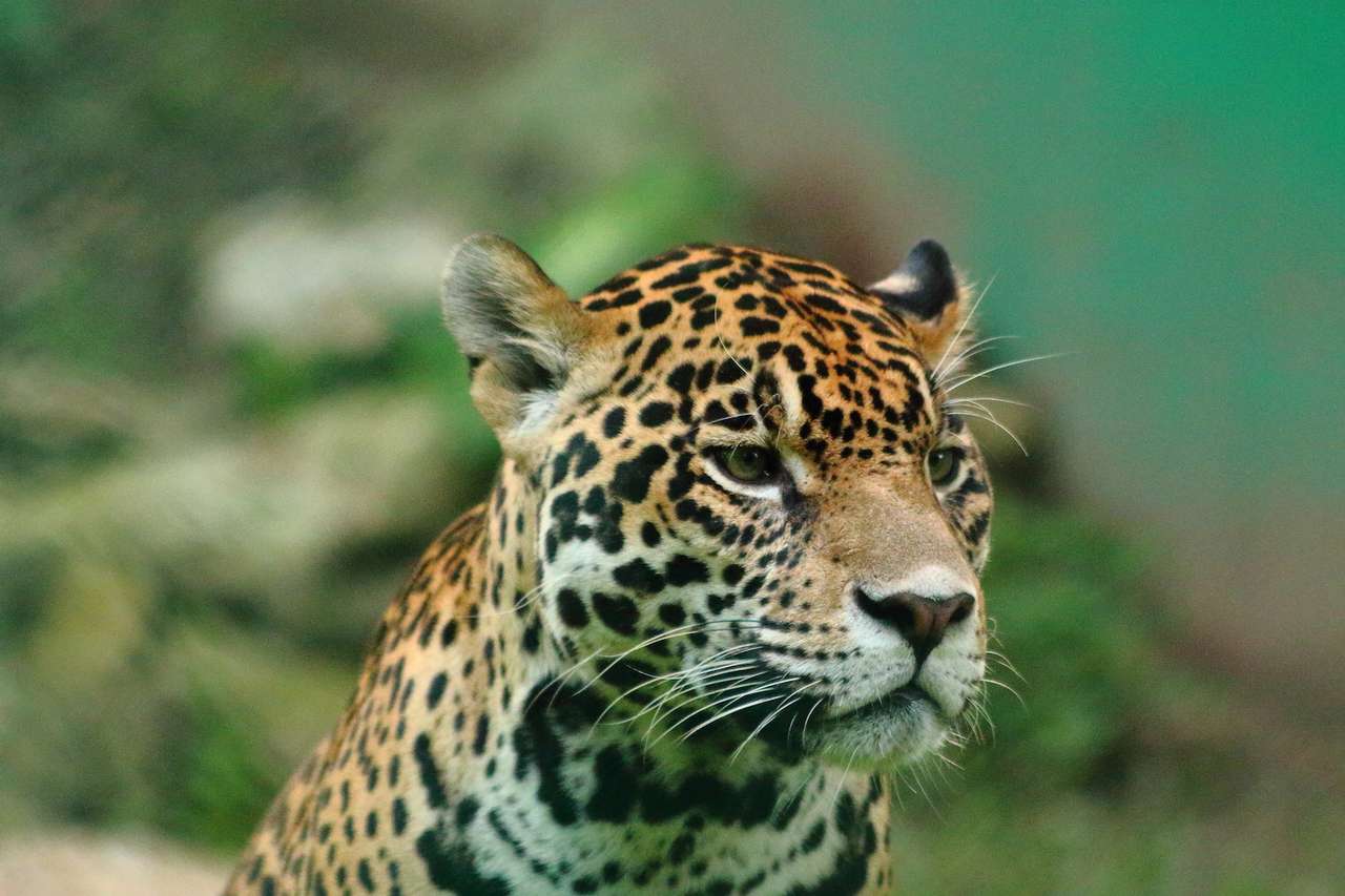 Jaguar v jeho stanovišti online puzzle