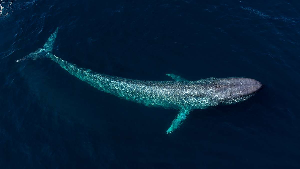 Η μπλε φάλαινα παζλ online