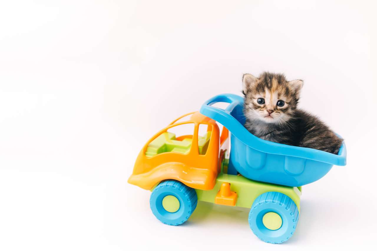 Kattunge sitter inuti blå leksak lastbil Pussel online