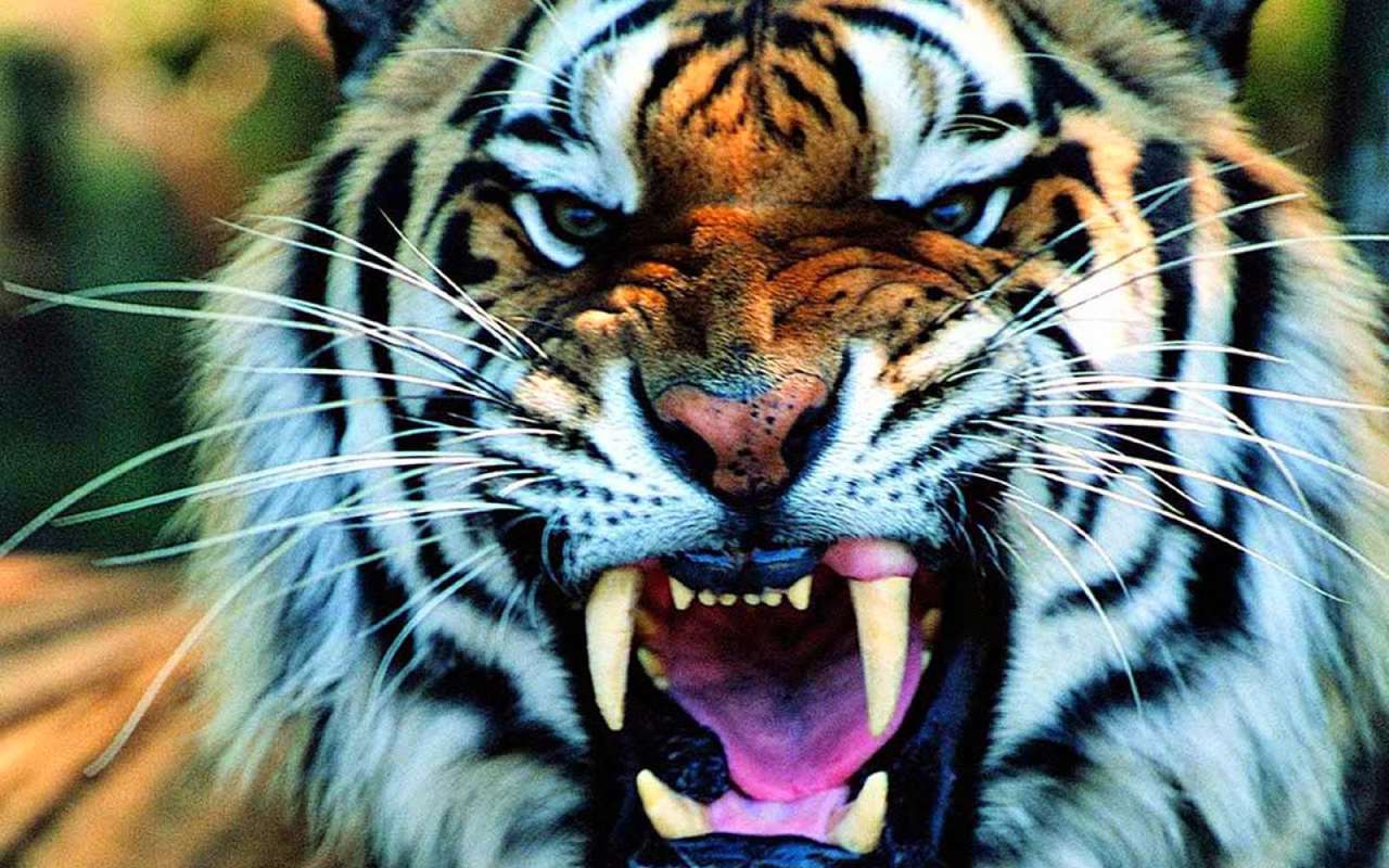 Тигр в дикой природе головоломка