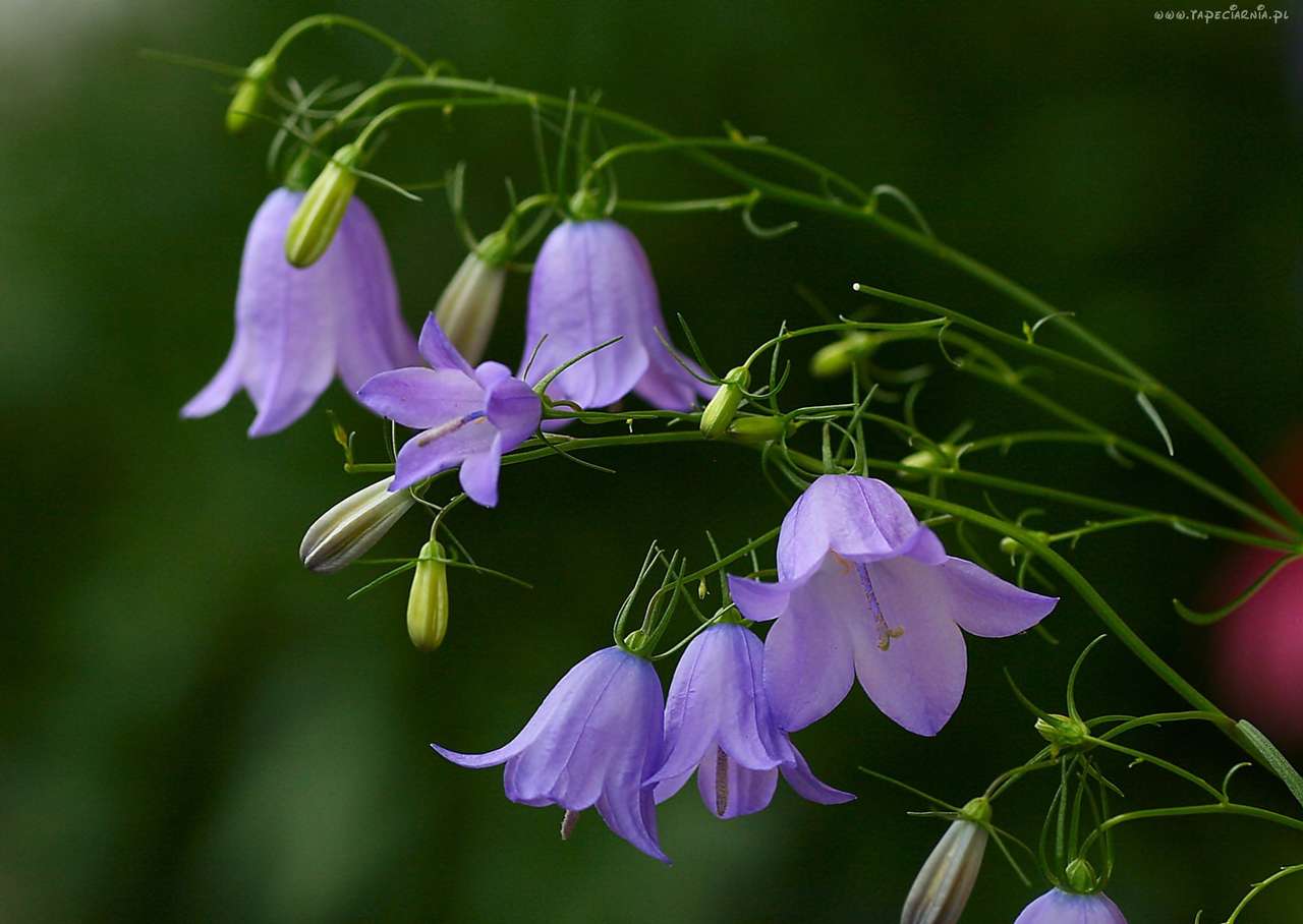 Violetta blommor klockor Pussel online