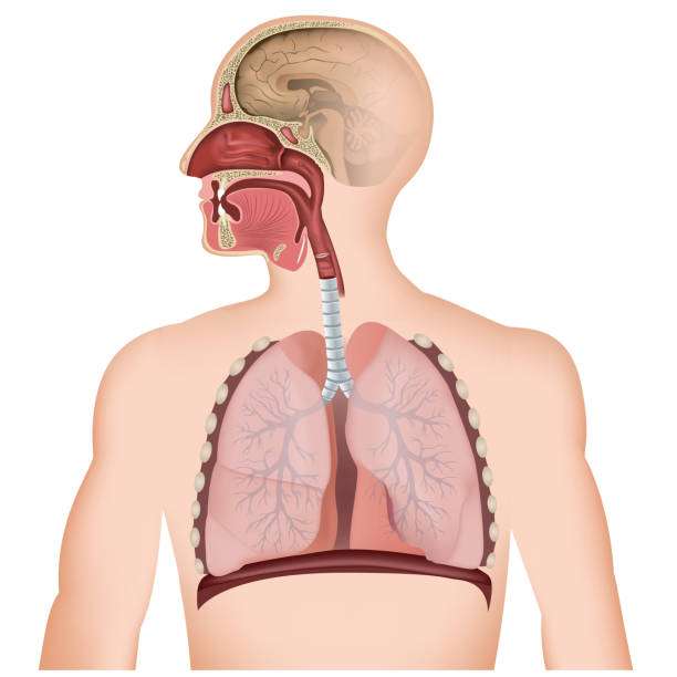 дихателната система онлайн пъзел