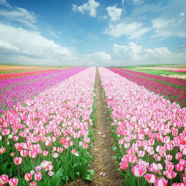 Field with colorful tulips online puzzle