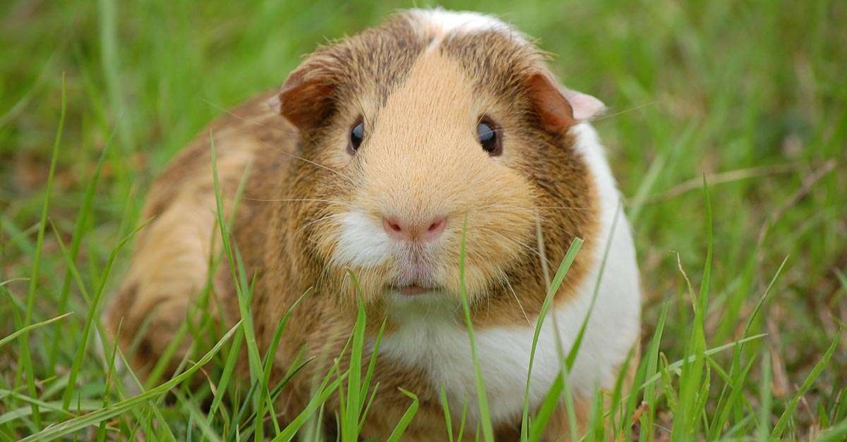 Guinea-Schwein im Gras Puzzlespiel online