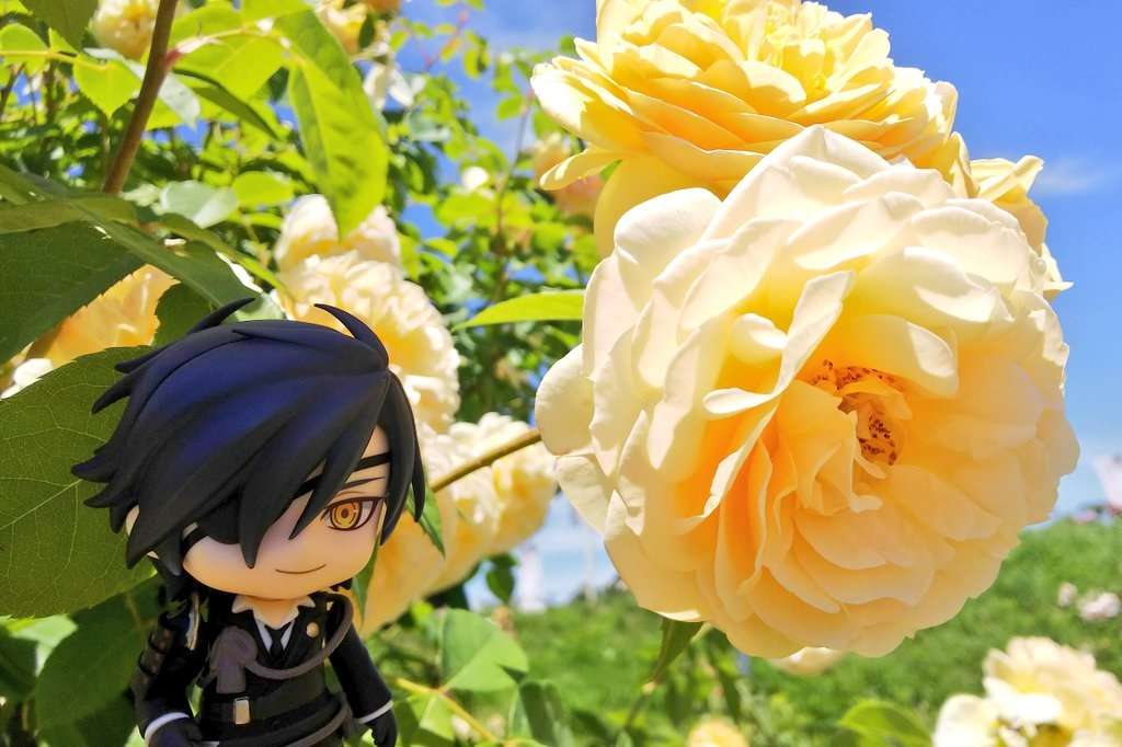 Mitsutada - κίτρινα τριαντάφυλλα παζλ online