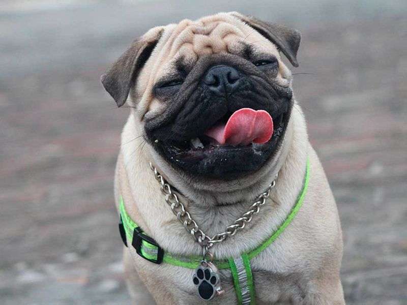 Hond pug. legpuzzel online