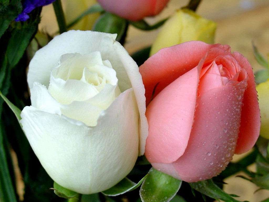 Біла і рожева троянда онлайн пазл