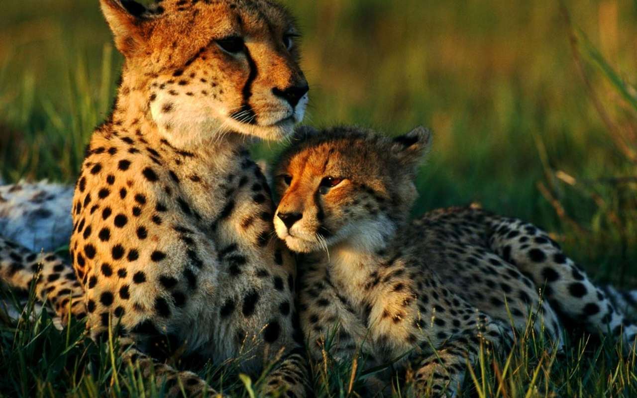 Máma a dítě gepard skládačky online