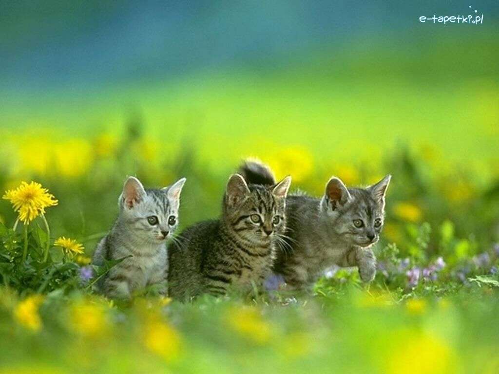 Tre söta kattungar Pussel online