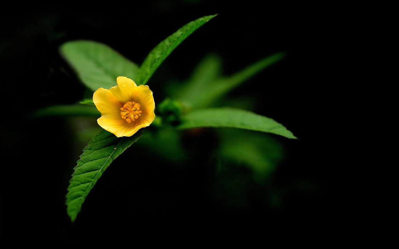 Квітуча квітка пазл онлайн