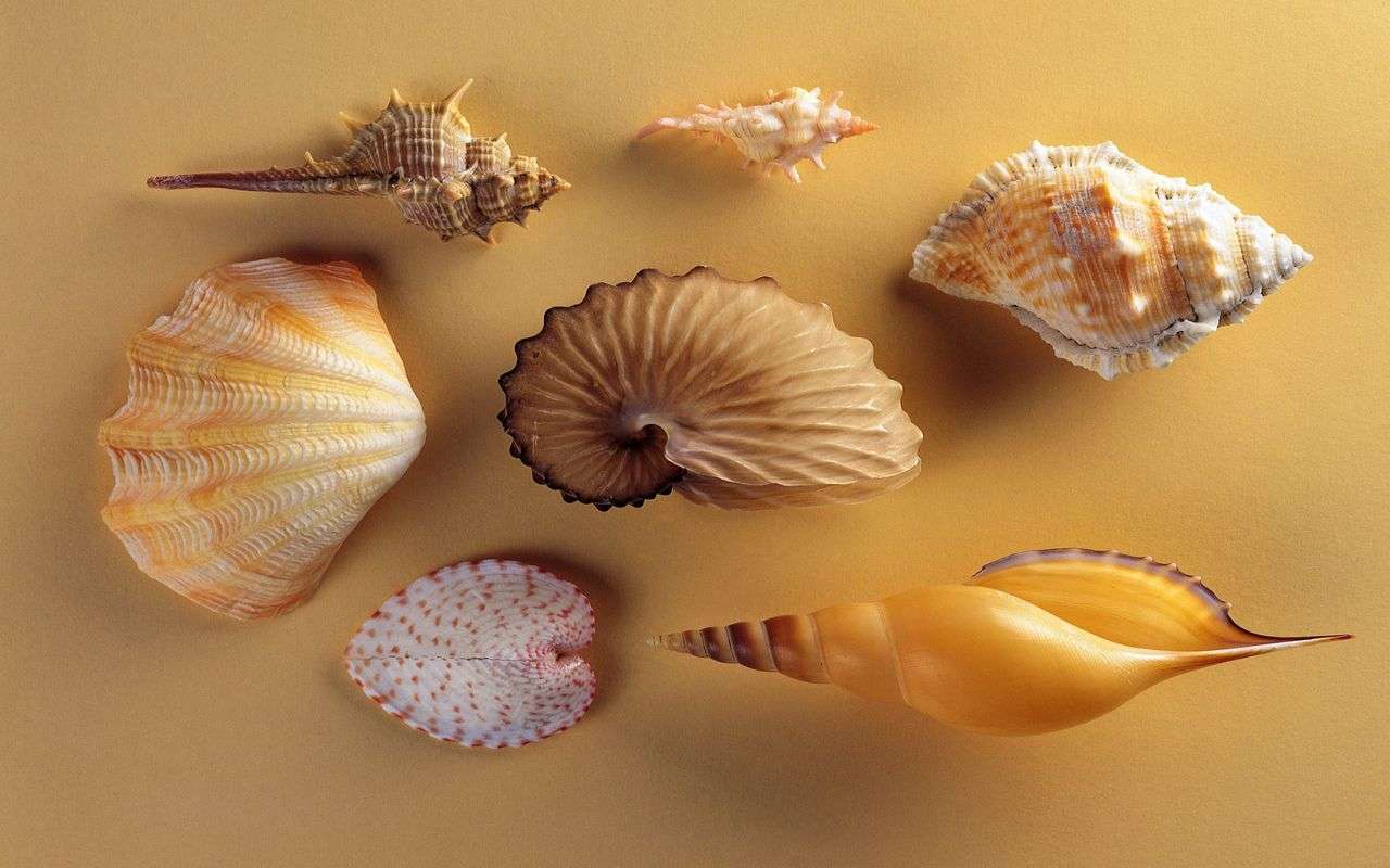Shells differently online puzzle