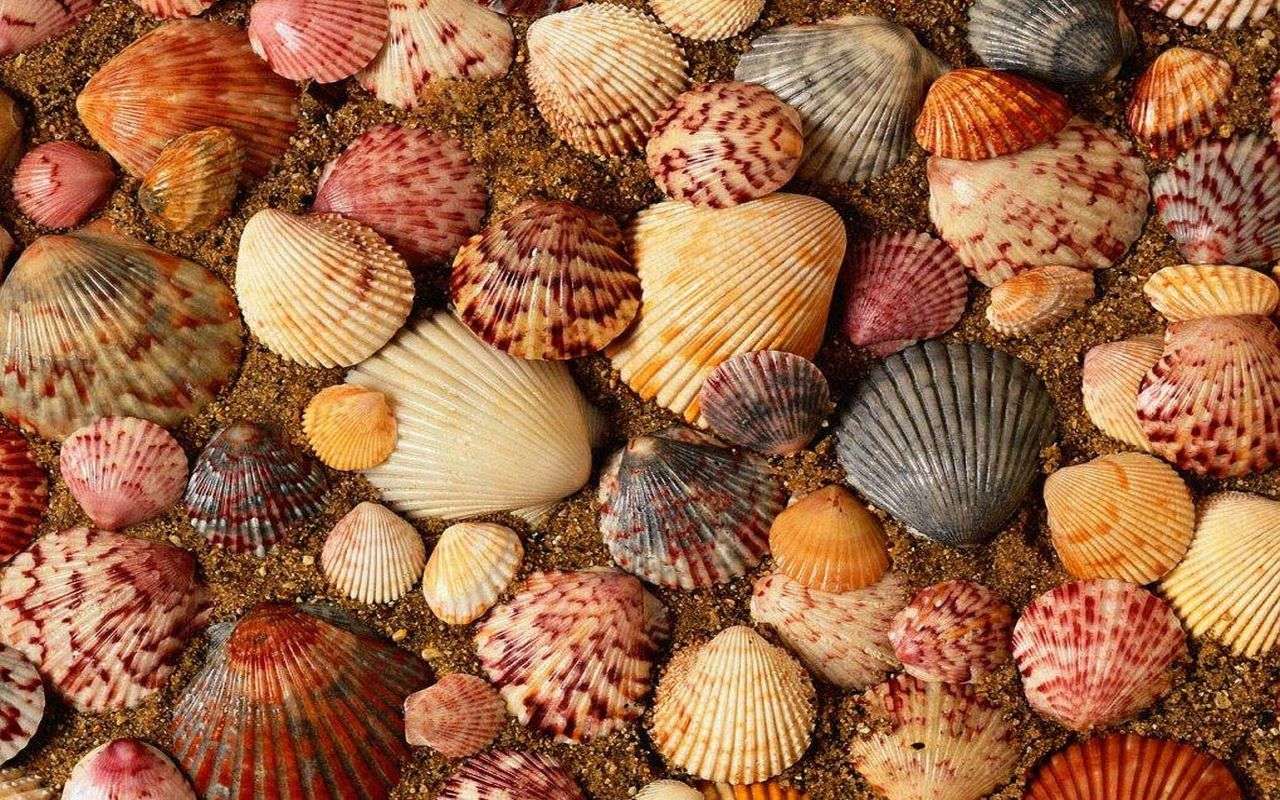 Colorful shells jigsaw puzzle online