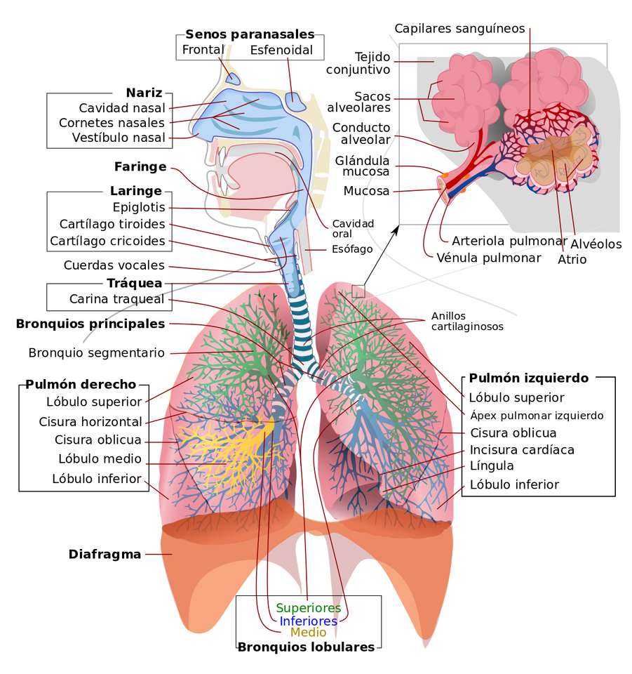 αναπνευστικό σύστημα online παζλ