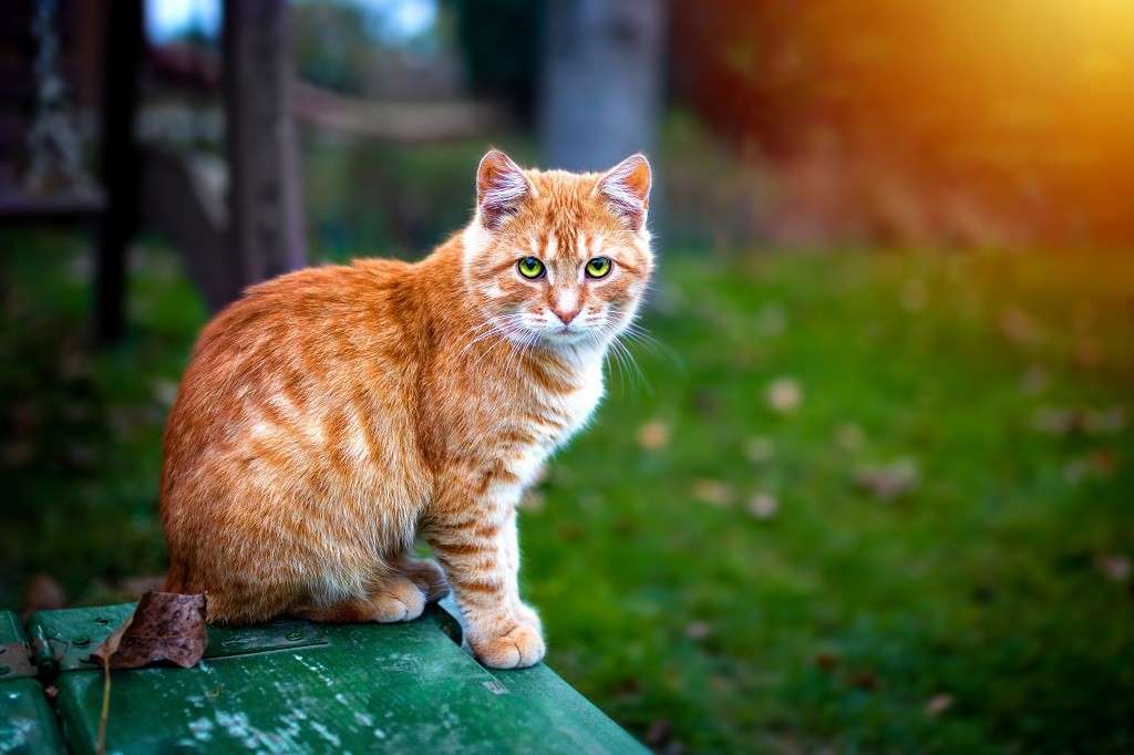 Vörös macska kirakós online
