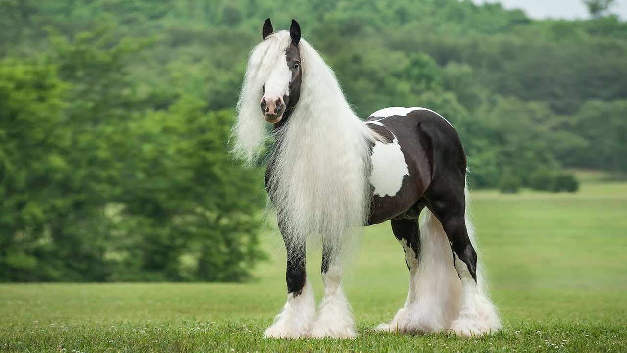 Τσιγγάνικο άλογο online παζλ