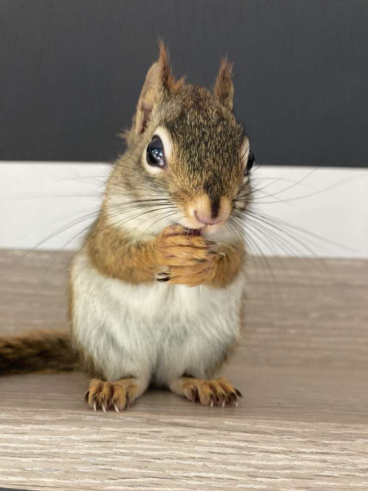 Yuki fröhliches Eichhörnchen Puzzlespiel online