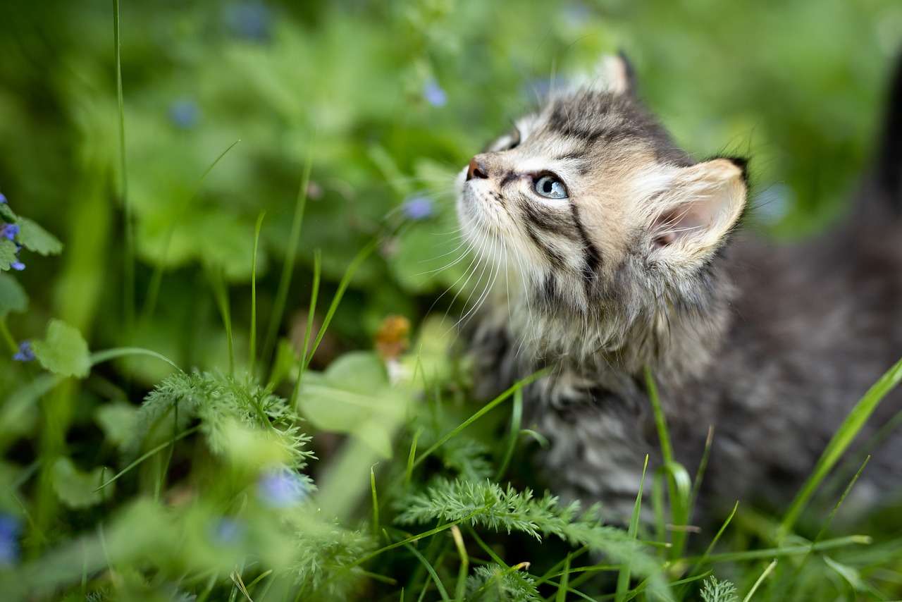 Kitten die een klein stukje van de wereld ontdekt online puzzel