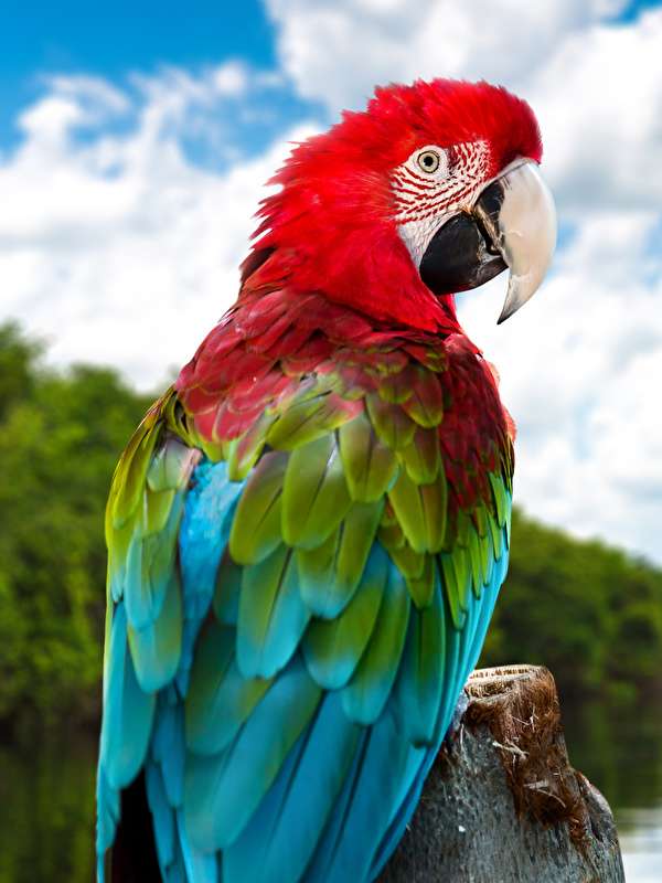 Ara papegoja pussel på nätet