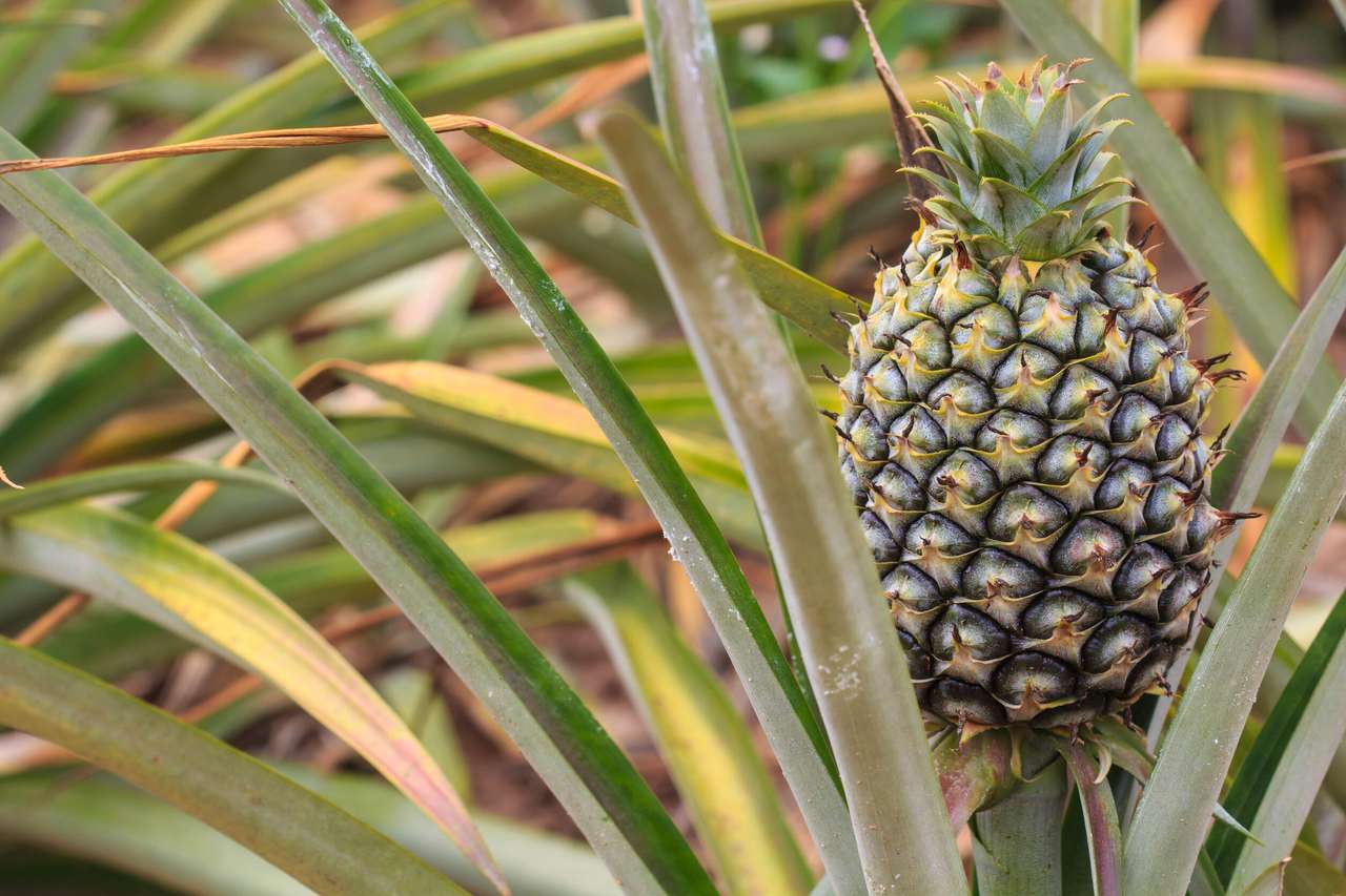 Ananas tropische Früchte Online-Puzzle