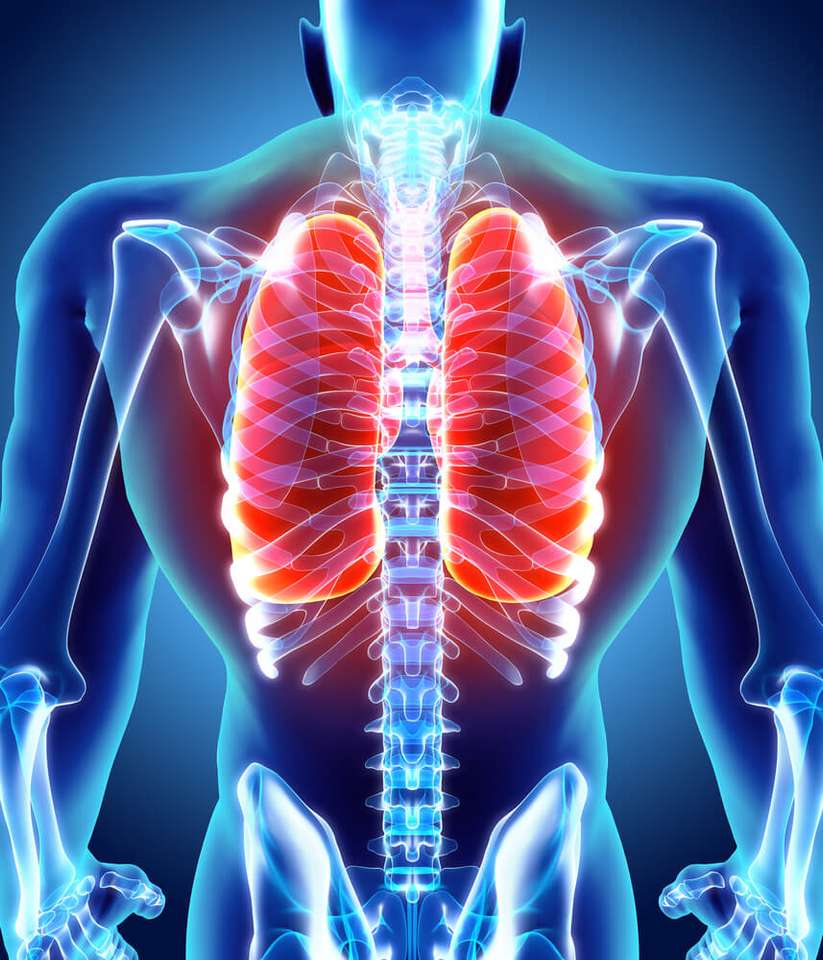 Dýchací systém skládačky online