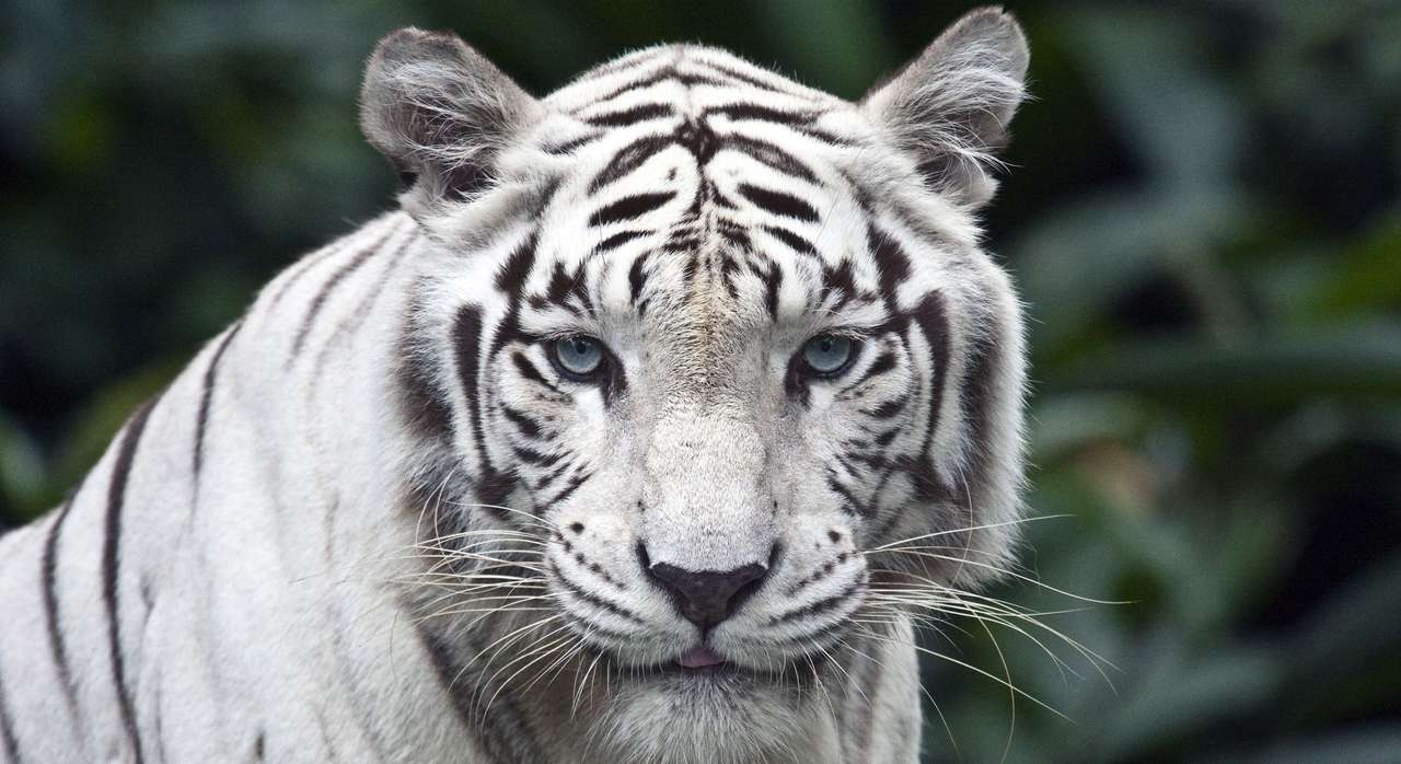 vit tiger pussel på nätet