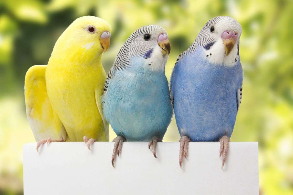 Ари папагали онлайн пъзел