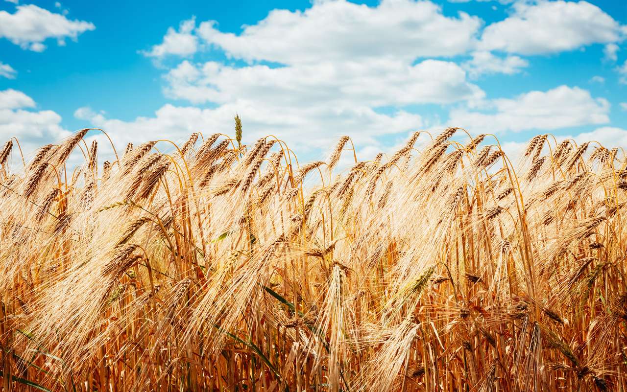 Plantáž zralé pšenice svítí na slunci skládačky online
